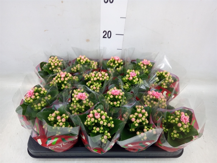 <h4>Kalanchoe blos. 'Calandiva Weaver'</h4>