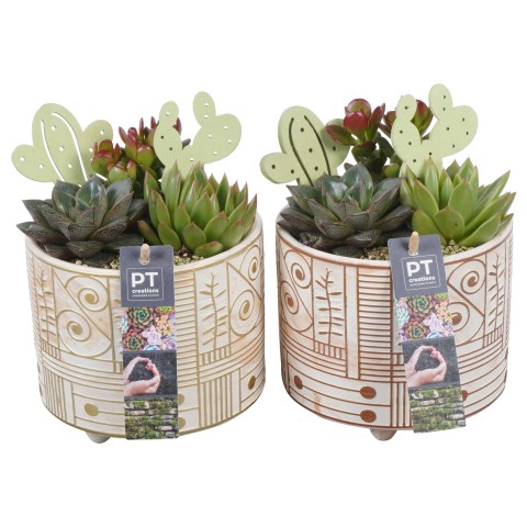 PTSU6125 Arrangementen succulenten