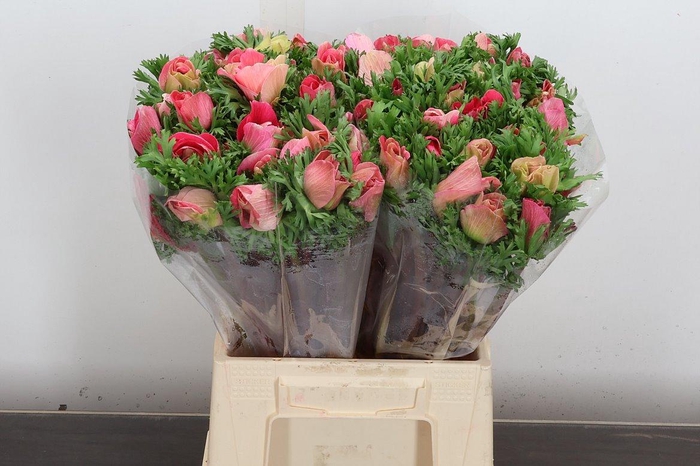 <h4>Anem Mistral Ex Rosa</h4>