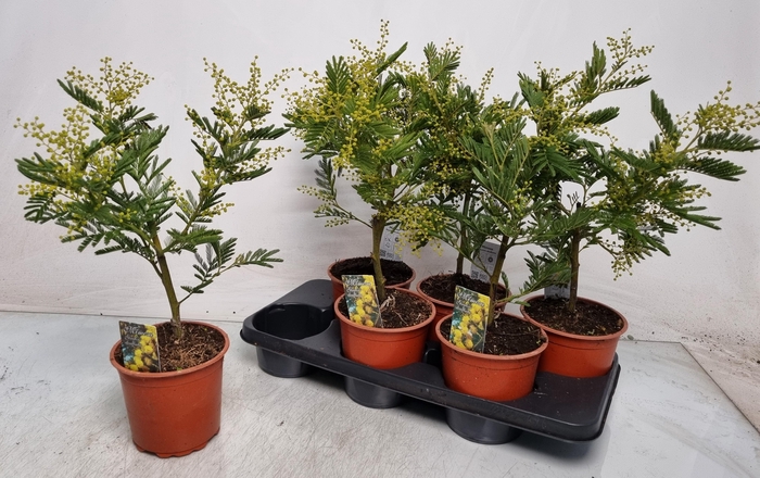 <h4>MIMOSA PUDICA</h4>