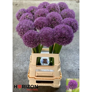 ALLIUM GROOTBLOEMIG