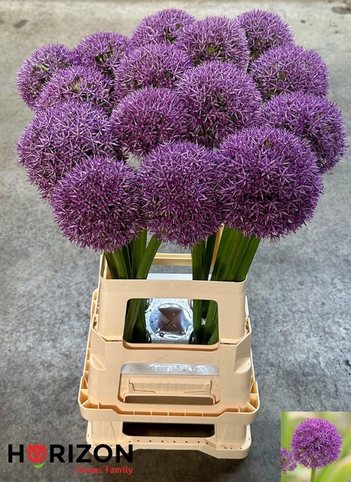 <h4>ALLIUM GROOTBLOEMIG</h4>