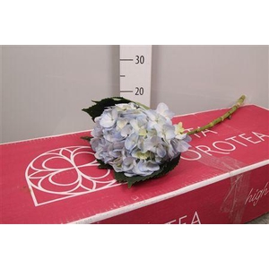 Hydr Premium Natural Blue (box)