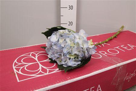 <h4>Hydr Premium Natural Blue (box)</h4>