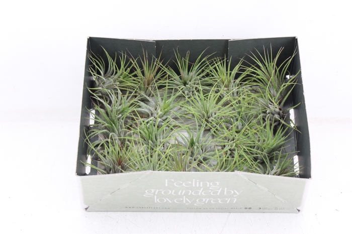 <h4>arr3 CP - Till. - Ionantha groen x20</h4>