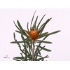 BANKSIA FORMOSA