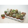 Cactus Gem
