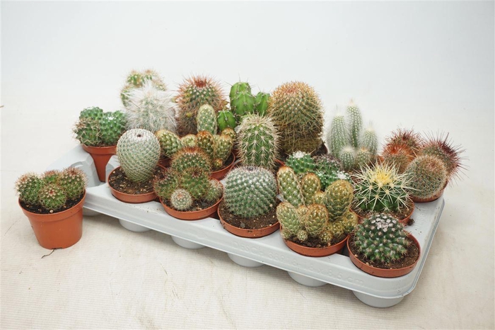 Cactus Gem