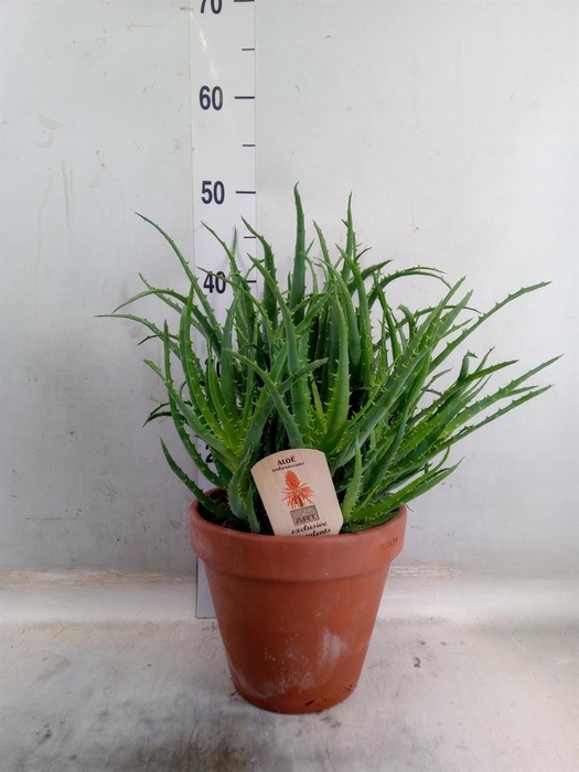 <h4>Aloe arborescens</h4>