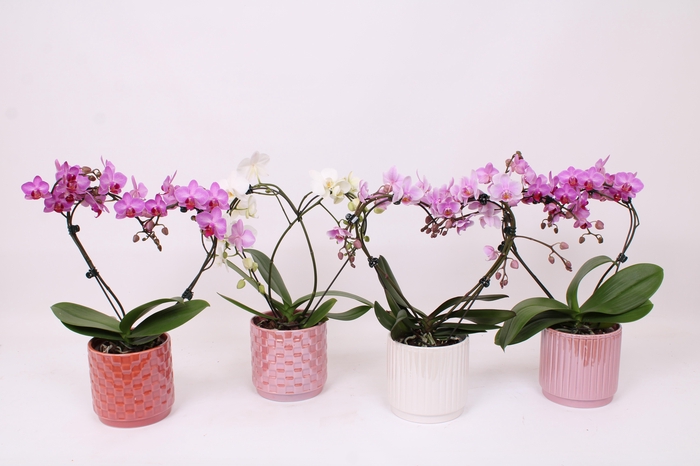 <h4>Phal. Multi vorm mix "Blossoming Heart" in keramiek BGC060</h4>