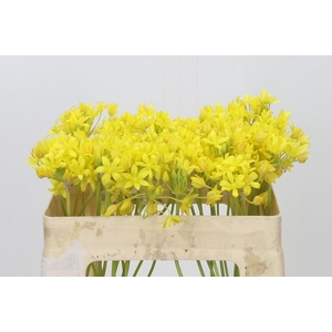Allium Moly Jeannine