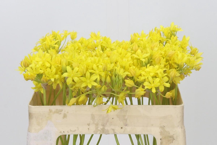 <h4>Allium Moly Jeannine</h4>