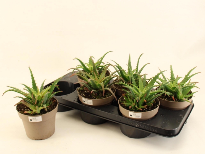 <h4>ALOE ARBORESCENS</h4>