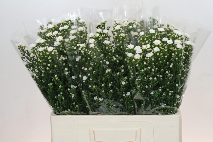 <h4>Aster Paquita</h4>