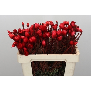 Kaaps Groen Phaenocoma Red