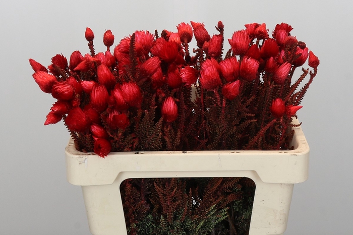 Kaaps Groen Phaenocoma Red
