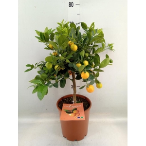 Citrofortunella floridana