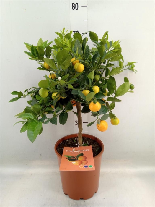 <h4>Citrofortunella floridana</h4>