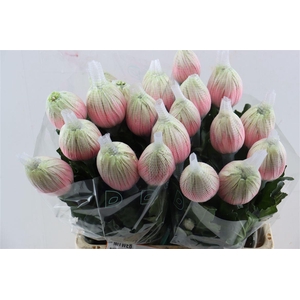 Chr G Kbh Antonov Bubblicious