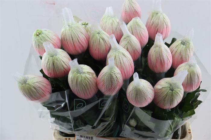 <h4>Chr G Kbh Antonov Bubblicious</h4>