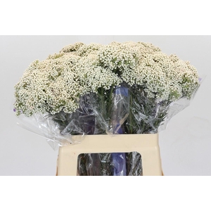 OZOTH COOKS SNOW WHI