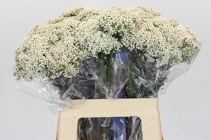 <h4>OZOTH COOKS SNOW WHI</h4>