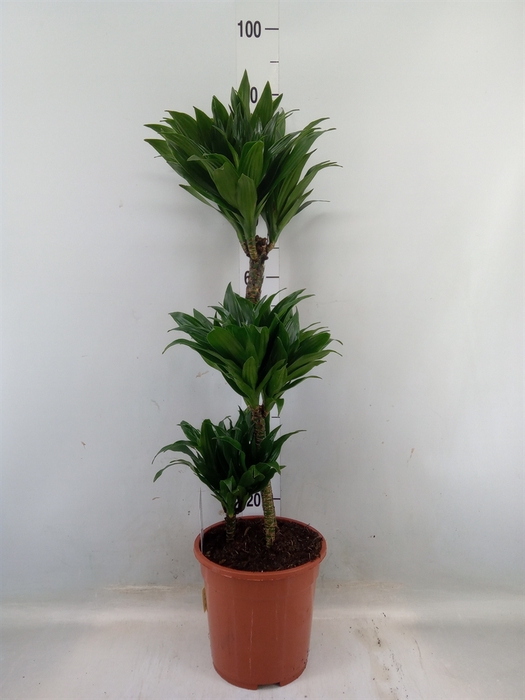 <h4>Dracaena frag. 'Compacta'</h4>