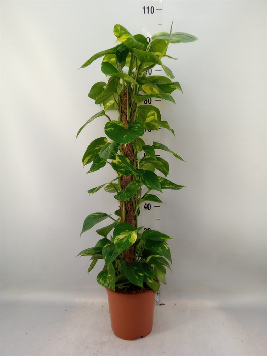 <h4>Epipremnum pinn.   ...moss stick</h4>