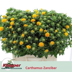 Carth T Zanzibar