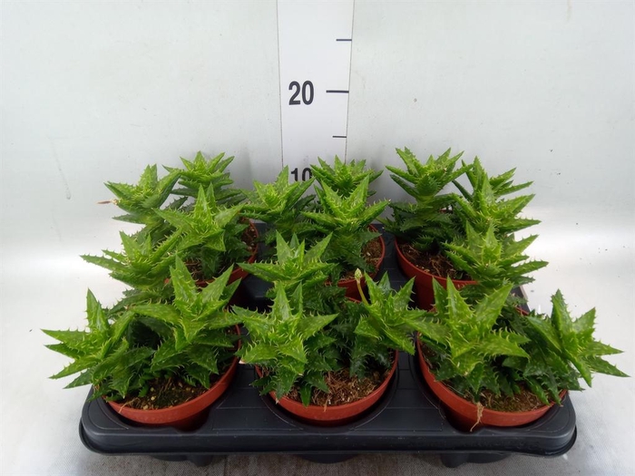 <h4>Aloe squarrosa</h4>