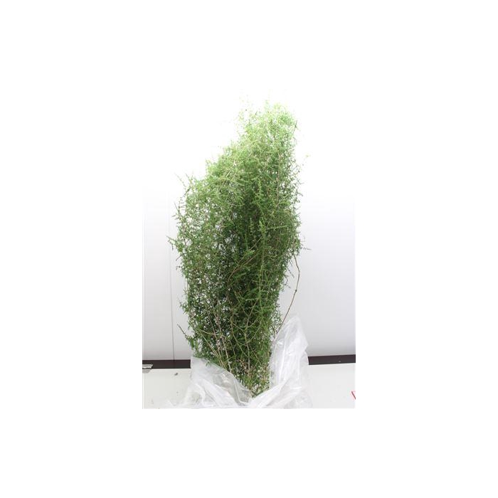 <h4>Asparagus Selvatico</h4>