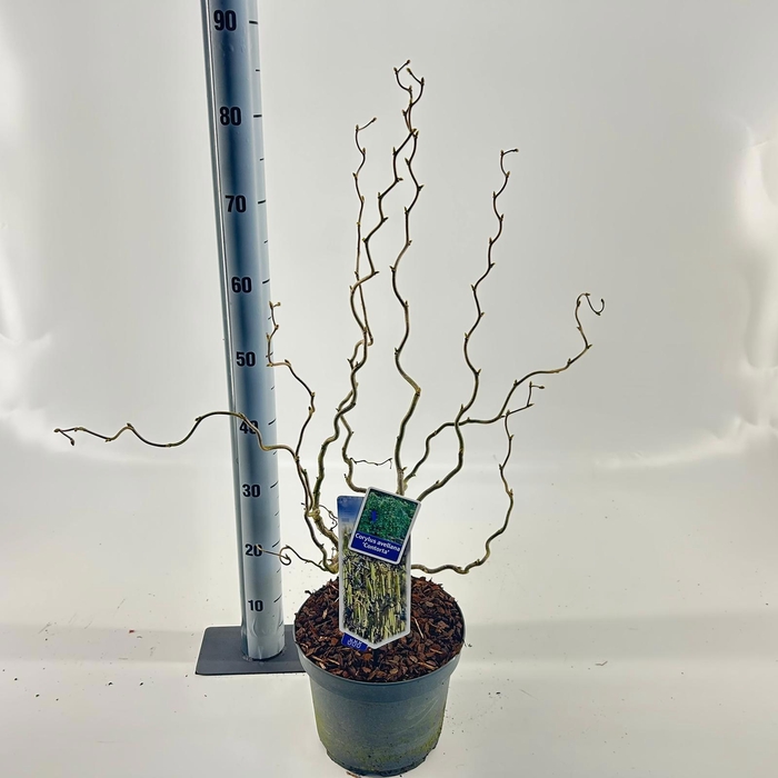 <h4>Corylus avellana 'Contorta'</h4>