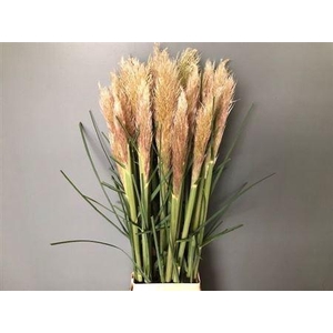 Cortaderia Se Evita