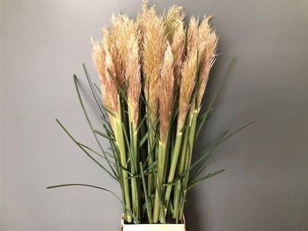 <h4>Cortaderia Se Evita</h4>