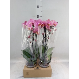 Phalaenopsis  'Elegant Cascade'