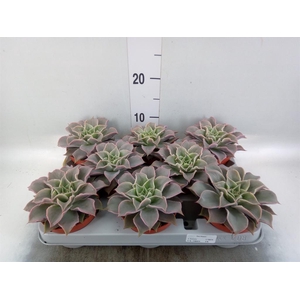 Echeveria   ...
