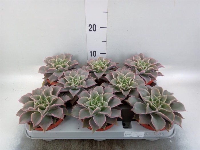 <h4>Echeveria   ...</h4>