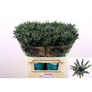 Eryngium Orion Qstar 80cm X30