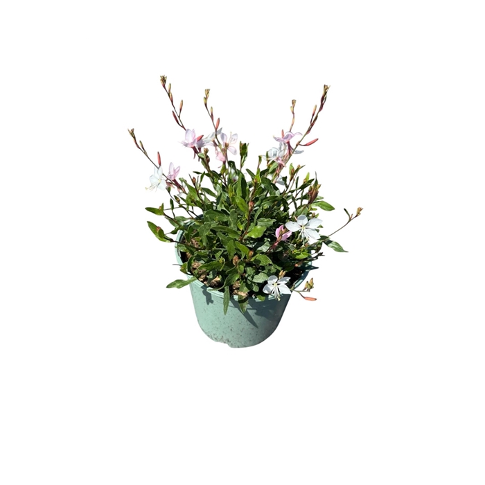 <h4>Gaura 'Whirling Butterfly'</h4>