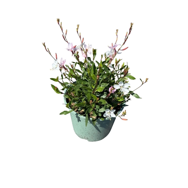Gaura 'Whirling Butterfly'