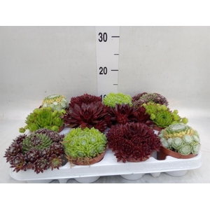 Sempervivum   ...