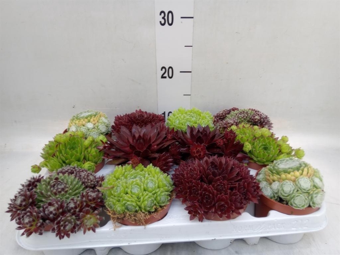 <h4>Sempervivum   ...</h4>