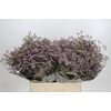 Limonium ov Safora Oshi Pink