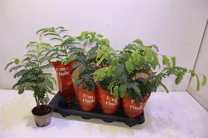 <h4>Tamarindus Indica</h4>