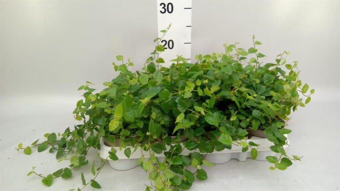 <h4>Ficus pumila 'Sunny Green'</h4>