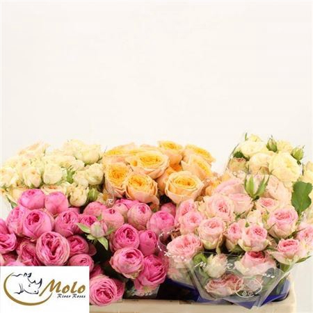 <h4>Rosa tros gemengd in fust</h4>