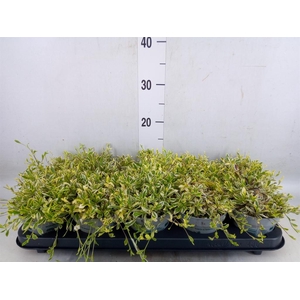 Arabis ferdinandi-cob. 'Old Gold'