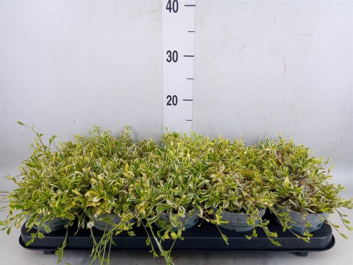 <h4>Arabis ferdinandi-cob. 'Old Gold'</h4>