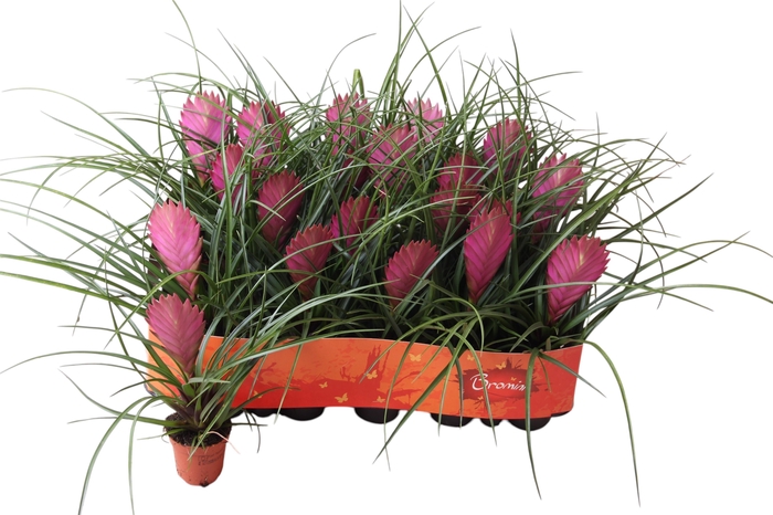 <h4>TILL CYANEA</h4>