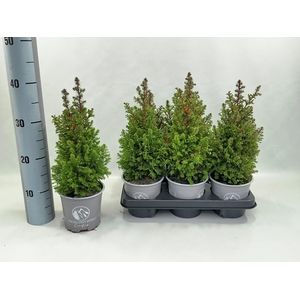 CHAM THY EXCELL POINT P13